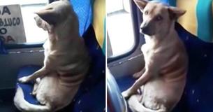 Un chauffeur de bus aperçoit un chien sans-abri, s'arrête et le laisse monter dans le bus comme un vrai voyageur