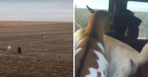 Runaway Black Lab Returns Home With Two New Best Friends: A Dog And A Goat