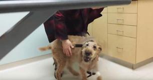 Un chien aveugle se fait opérer et 14 millions de personnes sont en larmes à cause de sa réaction