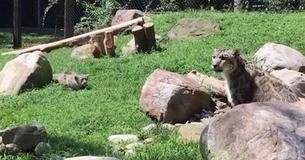 Une maman léopard des neiges fait semblant d'être terrifiée quand son louveteau s'entraîne à se faufiler près d'elle
