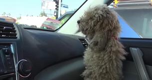 Un homme laisse un caniche sans abri dans sa voiture, regarde maintenant la fourrure de ce chien
