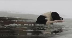 Un chien entrain de se noyer, appelle à l'aide depuis un étang gelé, avant qu'un héros se jette sur la glace et arrache ses vêtements
