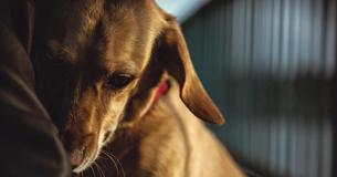 Wie ein Wunder: Hund wird mit flüssigem Teer übergossen und überlebt 