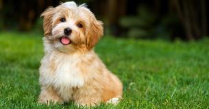 Wenn Dein Hund eines dieser 9 Dinge macht, dann heißt das "Ich liebe Dich"