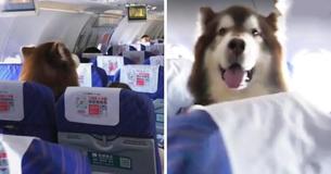 Big, Fluffy Emotional Support Dog Goes Viral When Video From Flight Gets Posted Online