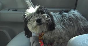 Hope For Paws Rescues Neglected Dog Found Surviving Alone In Mountains