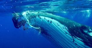 Une baleine nage vers une plongeuse refusant de la laisser seule - Puis elle voit pourquoi et commence à paniquer
