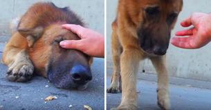 Kind Man Saved An Abandoned German Shepherd. The Dog’s Reaction Tugged Viewers At The Heartstrings 