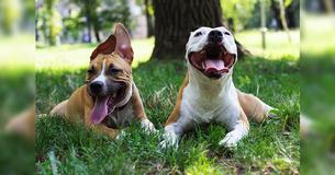 Loving Pup Reunited With Homeless Puppy Who She Had Adopted As Her Own Years Before
