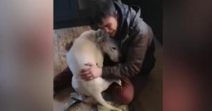 Homeless Man Reunited With His Lost Dog After A Grueling Week Of Searching