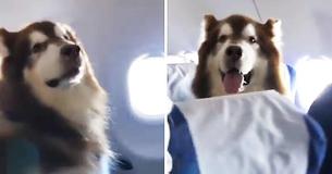 Alaskan Malamute Sits Still In Airplane Seat To Accompany Its Disabled Owner