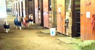 Kleine paardenrace gaat los in stallen, eigenaars schieten in de lach als een onverwachte buitenstaander de hoek om komt rennen