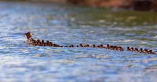 Une "super maman" aperçue sur un lac dans le Minnesota, avec 56 canetons derrières elle