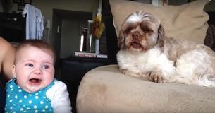 Un bébé et un chien se disputent sans s'arrêter en une interaction hilarante