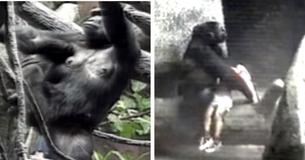 Gorilla wiegt 3-jarige jongen die in het gorillaverblijf valt en draagt hem naar een veilige plek tot er hulp aankomt