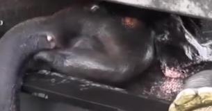 Video: Retter helfen einem panischen Elefanten, der in einem Kanal festsitzt
