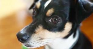 Vrouw adopteert puppy die niemand wilde hebben, maar komt er al snel achter dat het geen gewone hond is