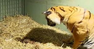 Ce tigre a donné naissance à des petits inanimés, mais quand son instinct se manifeste, les soignants sont étonnés