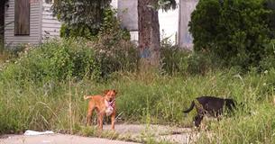 Les sauveteurs fixent du regard un chien sans abri alors qu'il repart en courant dans la maison pour être sauvé, ils n'arrivaient pas à y croire