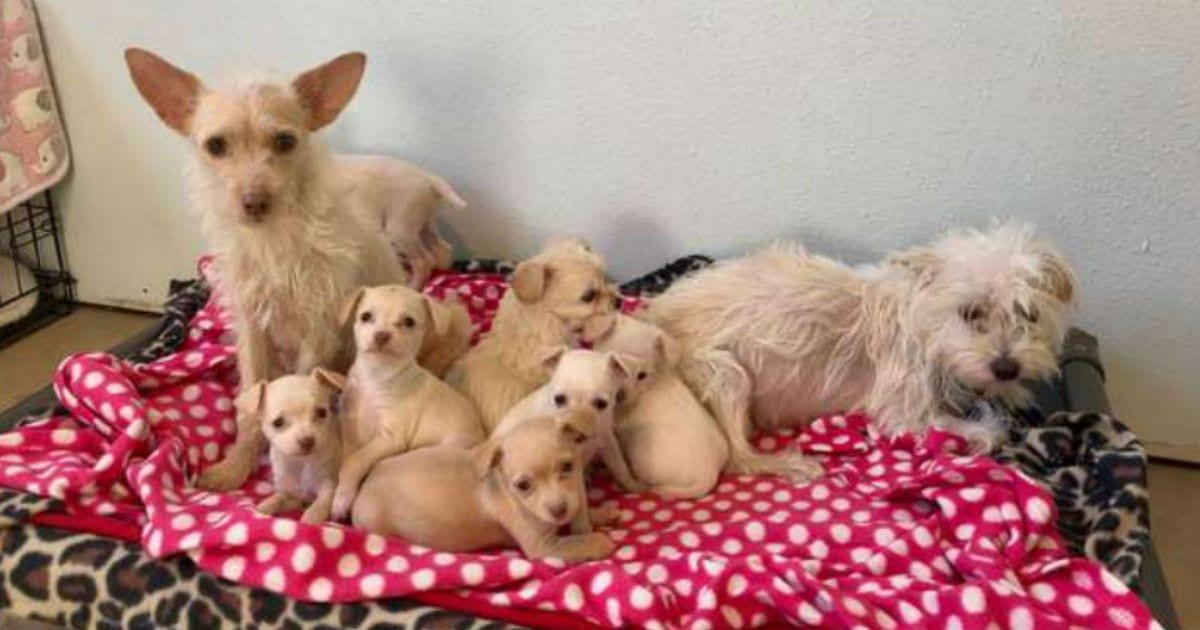 Stray Mother Dogs Found Raising Their Puppies Together—And Rescuers Are ...