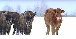 Kuh entflieht Schlachthaus und wird von Bisons adoptiert