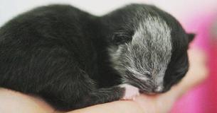 Un chaton né avec deux visages est devenu le plus beau chat qui existe