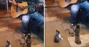 Un artiste de rue a été ignoré par tout le monde, jusqu'à ce que 4 chatons viennent manifester leur soutien