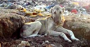 Un chien abandonné trouvé dans un site de décharge alors que les sauveteurs travaillent pour sauver plus de 800 chiens du froid glacial