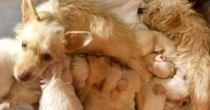 Pair Of Stray Mother Dogs Discovered In Alley Were Raising Their Puppies Together