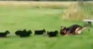 Les chiots d'un berger allemand sont hyperactifs. La solution intelligente de leur maman les apaise en un rien de temps