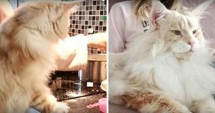This Is Incredible: A Woman Shares Photo Of Her Maine Coon Cat. Look How Big It Is 