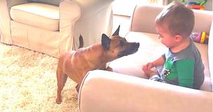 Dad Films Giggling Toddler When Family Dog Approaches Prompting Outcome Dad Never Expected