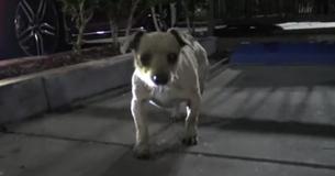 Homeless Puppy Saved After Found Begging In Starbucks Parking Lot