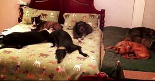 Animal Loving Couple Has Incredible 'Mega Bed' Built So They're Able To Sleep With All 8 Rescue Dogs