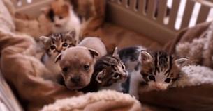 Ils mettent un chiot nouveau-né avec une portée de chatons ; quand la maman attrape l'intrus ? Sa réaction n'a pas de prix  