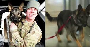 Un soldat est inquiet de savoir si son ancien partenaire chien militaire le reconnaîtra après 3 ans puis voit soudainement un chien se ruer vers la porte