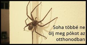 Miért nem kellene megöldnöd a pókokat az otthonodban