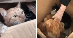 Rescuers Cut Open Boxes Shut Tight With Tape, Discover 11 Cats Left For Dead Trapped Inside