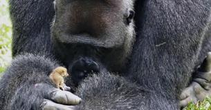 Un gorille se fait un nouvel ami : un qui peut tenir dans sa main