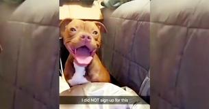 Une femme panique en réalisant que le chien qu'elle accueille n'est pas seulement enceinte, mais qu'il est sur le point d'accoucher