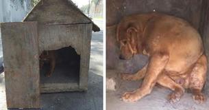 Freundlicher Fremder eilt im richtigen Moment zu Hilfe, sodass in Hundehütte eingesperrter Hund gerettet werden kann