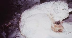 Les sauveteurs s’empressent de sauver le chien, blotti dans la neige pendant deux jours, pour découvrir qu’il protège quelque chose