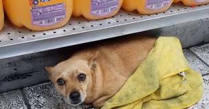 Ce chihuahua tremblant a eu droit a une fin heureuse après avoir été retrouvé caché dans un magasin