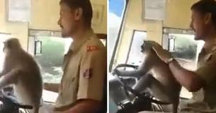 Bus Driver Suspended For Allowing A Monkey To Steer