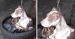 Hond die aan korte lijn wordt gehouden waardoor ze haar kop nooit kon laten rusten is eindelijk gered en deze foto's zullen je hart verwarmen