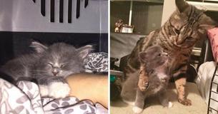 Un gattino orfano arriva nella sua nuova casa e il padrone si commuove quando incontra il fratello maggiore
