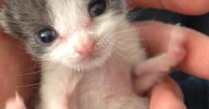 Un homme sauve un chaton abandonné ; un an plus tard, Baby lui rend encore la pareille avec des câlins sans fin et de l'amour