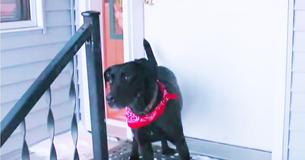 Hero Dog Guides Owner To Elderly Woman's Body in Snow in Below Freezing Temps
