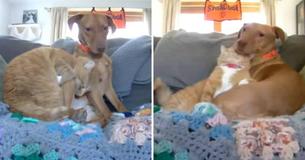 La caméra saisit le moment où un chat réconforte un chien de sauvetage anxieux pendant que la maman est absente