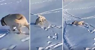 Watch: Happy Pup Can't Stop Belly Sliding Down Snowy Hill